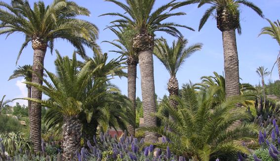 Visita al Jardí Botànic de Barcelona